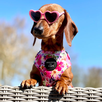 Florentina Dog Harness, Collar & Lead