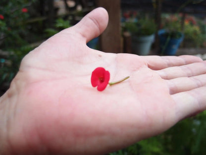 Poppy Heart Bangle – view 5