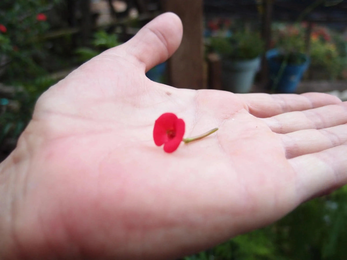 Poppy Oval Bangle – view 5