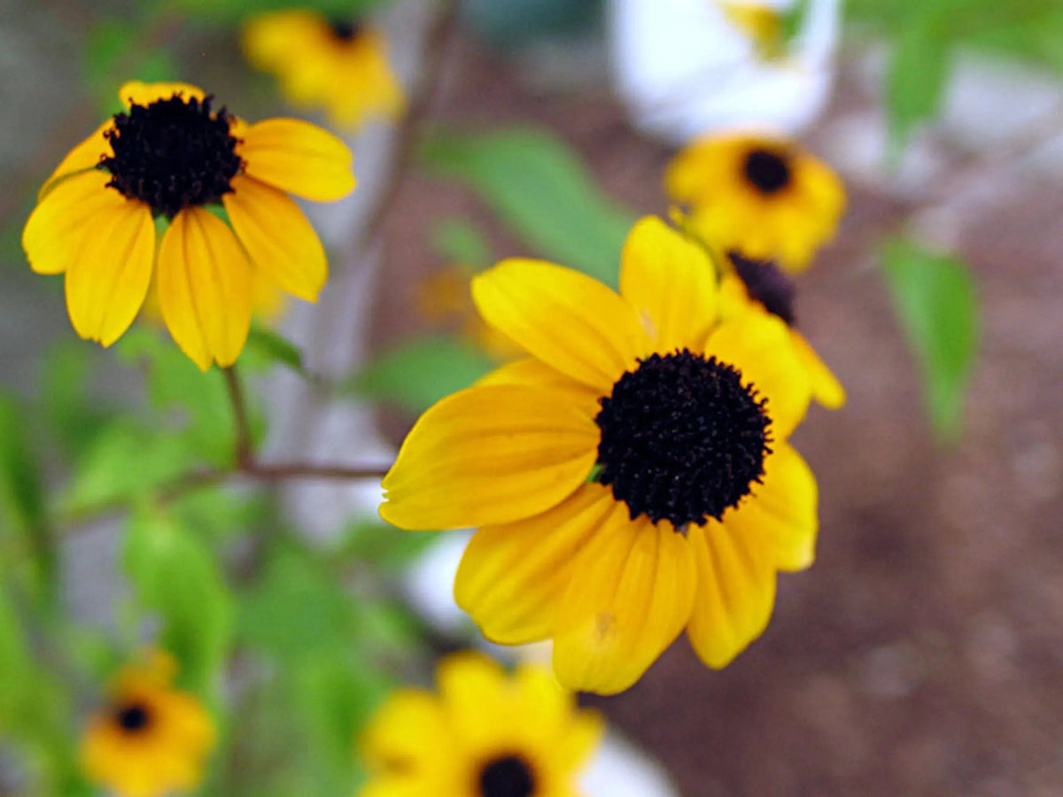 Sunflower Rectangle Pendant Necklace – view 3